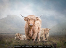 Highland Cow Family by Lynda Haney, Southport