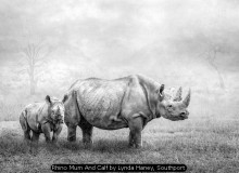 Rhino Mum And Calf by Lynda Haney, Southport
