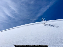 Sapling In Snow by Michele Martin, Southport