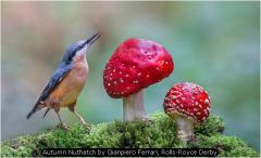 Autumn Nuthatch by Gianpiero Ferrari, Rolls-Royce Derby