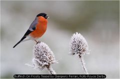 Bullfinch On Frosty Teasel by Gianpiero Ferrari, Rolls-Royce Derby