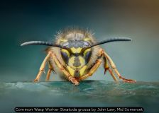 Common Wasp Worker Steatoda grossa by John Law, Mid Somerset