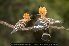 Eurasian Hoopoe Feeding Chick by Ian Roberts, Chichester