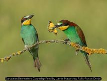 European Bee-eaters Courtship Feed by Jamie Macarthur, Rolls-Royce Derby