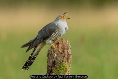 Feeding Cuckoo by Paul Screen, Beeston