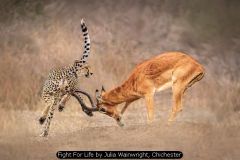 Fight For Life by Julia Wainwright, Chichester