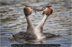 Grebes With Weed by David Cudworth, Rolls-Royce Derby