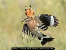 Hoopoe In Flight by Jamie Macarthur, Rolls-Royce Derby