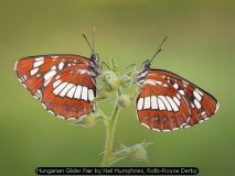 Hungarian Glider Pair by Neil Humphries, Rolls-Royce Derby