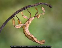 Macleays Spectre by Gillian Foulds, Rolls-Royce Derby