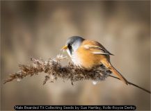 Male Bearded Tit Collecting Seeds by Sue Hartley, Rolls-Royce Derby