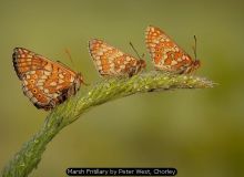 GB Trophy (Print) Nature 2025