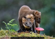 Pine Marten Kits Bonding by John Cobham, Chorley