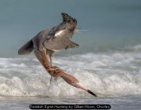 Reddish Egret Hunting by Gillian Moon, Chorley
