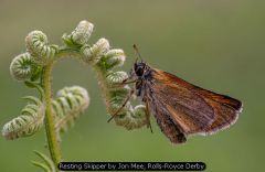 Resting Skipper by Jon Mee, Rolls-Royce Derby