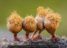 Slime Mould At Spore Release Stage by David Myles, Smethwick