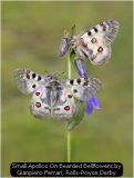Small Apollos On Bearded Bellflowers by Gianpiero Ferrari, Rolls-Royce Derby