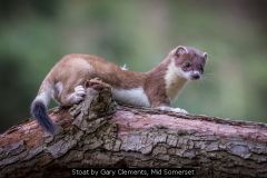 Stoat by Gary Clements, Mid Somerset