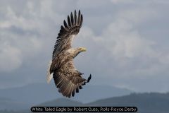 White Tailed Eagle by Robert Cuss, Rolls-Royce Derby