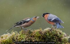 Chaffinch v Bullfinch by Hugh Wilkinson, Catchlight