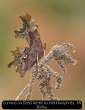 Comma on Dead Nettle by Neil Humphries, RR Derby