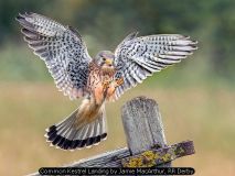 Common Kestrel Landing by Jamie MacArthur, RR Derby