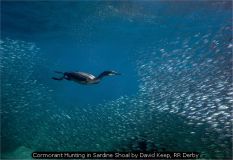 Cormorant Hunting in Sardine Shoal by David Keep, RR Derby