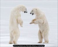 Dancing Bears by Pamela Wilson, Catchlight