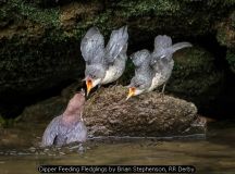 Dipper Feeding Fledglings by Brian Stephenson, RR Derby