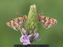 Glanville Fritillaries by Neil-Humphries, RR Derby