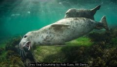Grey Seal Courtship by Rob Cuss, RR Derby