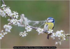 Hard Working Blue Tit by Gianpiero Ferrari, RR Derby