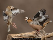 Hawfinch Dispute by Jamie MacArthur, RR Derby