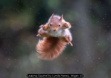 Leaping Squirrel by Lynda Haney, Wigan 10