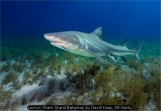 Lemon Shark Grand Bahamas by David Keep, RR Derby