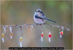 Long Tailed Tit and Frozen Berries by Gianpiero Ferrari, RR Derby