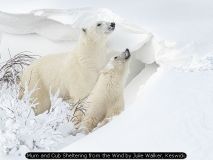 Mum and Cub Sheltering from the Wind by Julie Walker, Keswick
