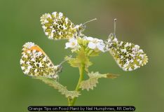 Orange Tips on Food Plant by Neil Humphries, RR Derby