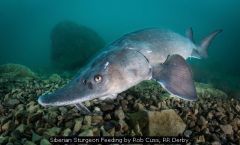 Siberian Sturgeon Feeding by Rob Cuss, RR Derby