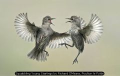 Squabbling Young Starlings by Richard OMeara, Poulton le Fylde