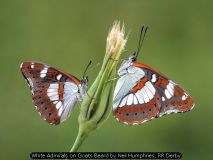 White Admirals on Goats Beard by Neil Humphries, RR Derby