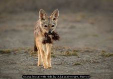 Young Jackal with Hide by Julia Wainwright, Harrow