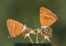 Brown Hairstreaks by Neil Humphries, RR Derby