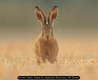 Brown Hare Stare by Spencer Burrows, RR Derby