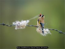 Busy Goldfinch by David Travis, RR Derby
