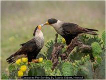 Caracaras Pair Bonding by Ronnie Gilbert, Keswick