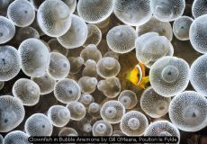 Clownfish in Bubble Anemone by Gill OMeara, Poulton le Fylde