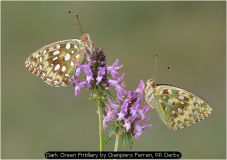 Dark Green Fritillary by Gianpiero Ferrari, RR Derby