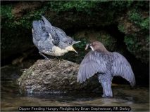 Dipper Feeding Hungry Fledgling by Brian Stephenson, RR Derby