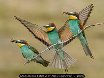 European Bee Eaters 2 by Jamie MacArthur, RR Derby